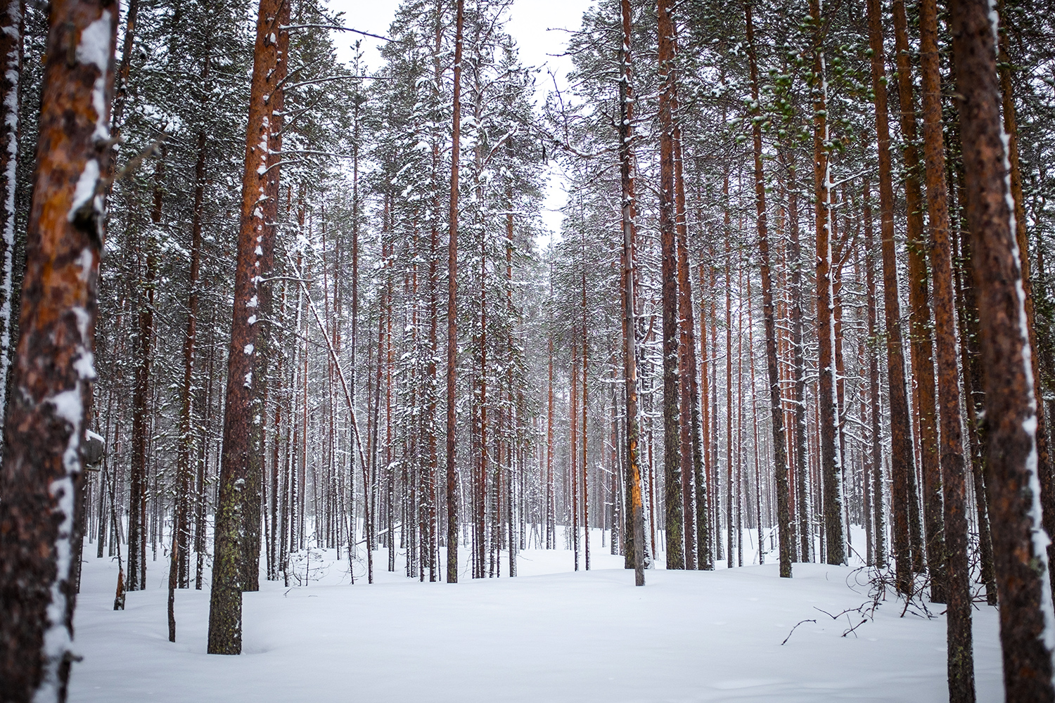Forest - Hossa Finland