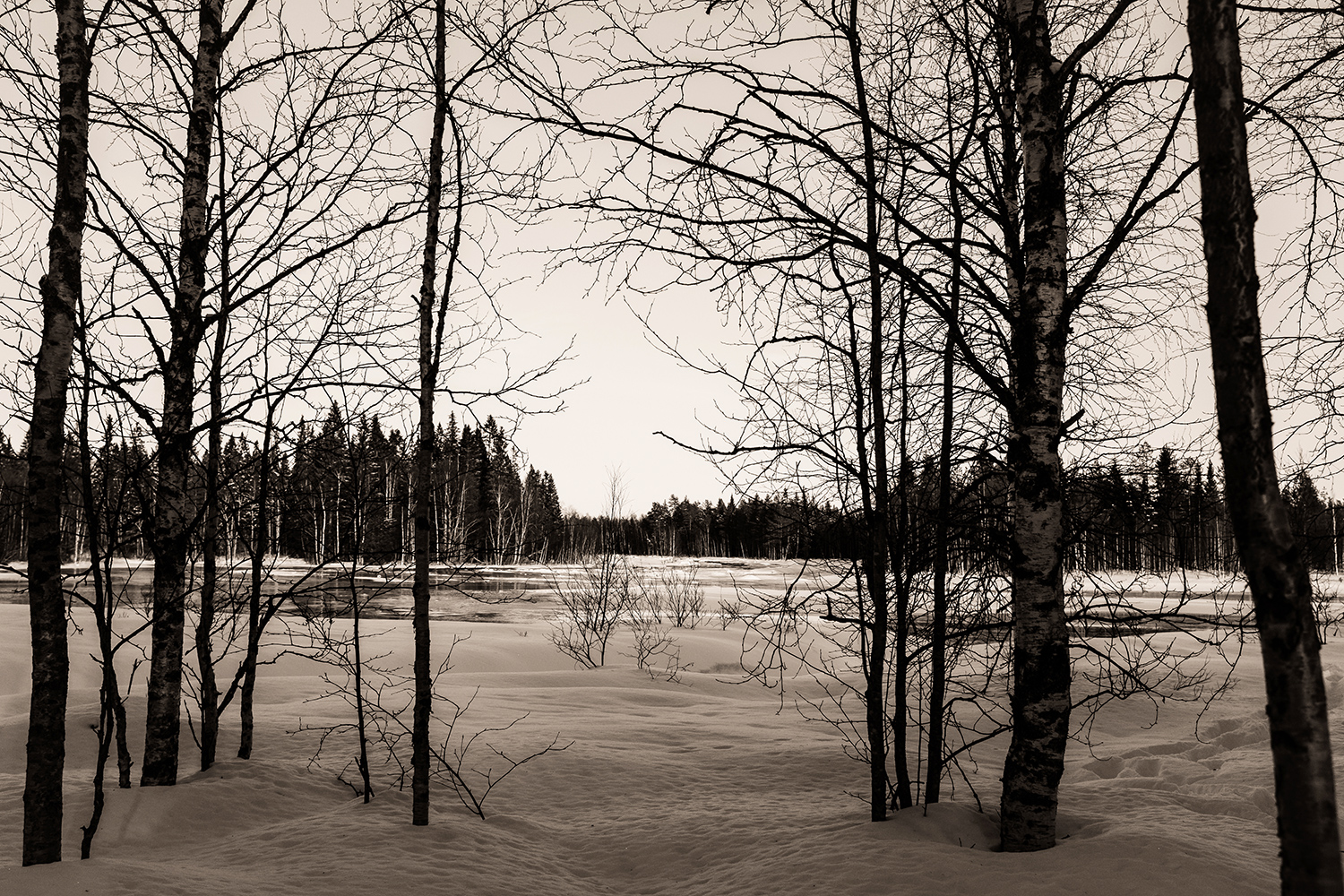 Forest - Hossa Finland