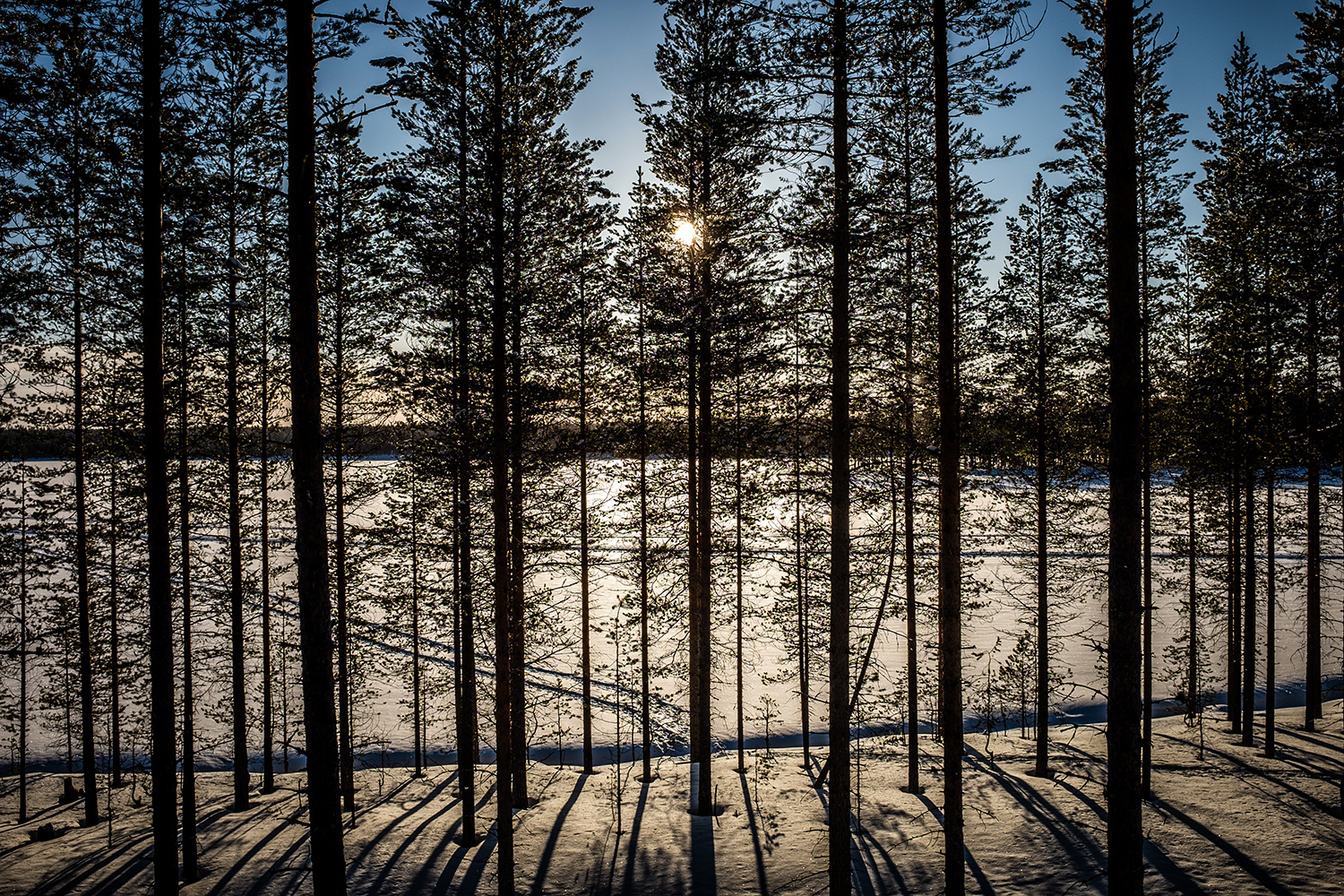 Forest - Hossa Finland