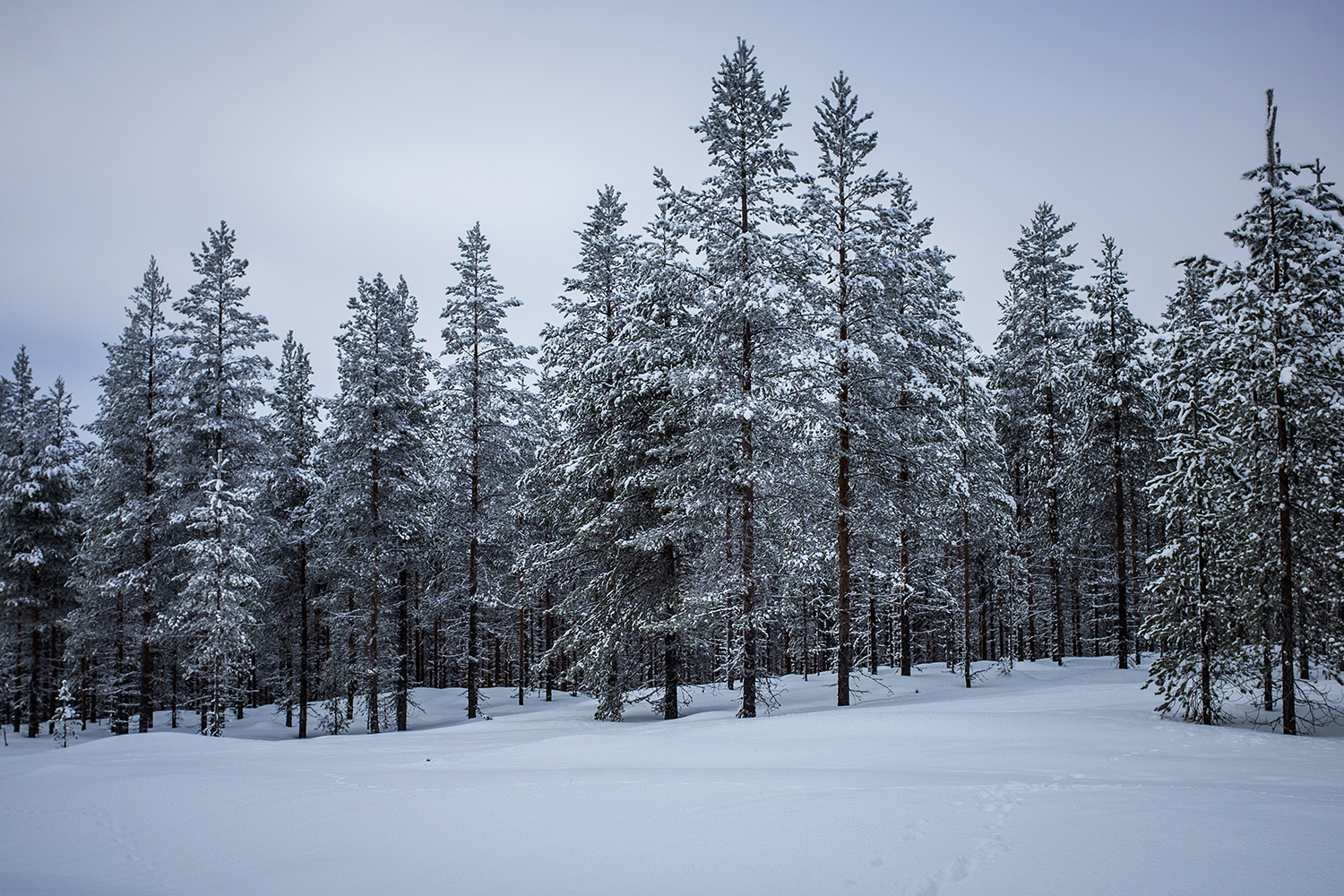 Frozen trees - Hossa Finland