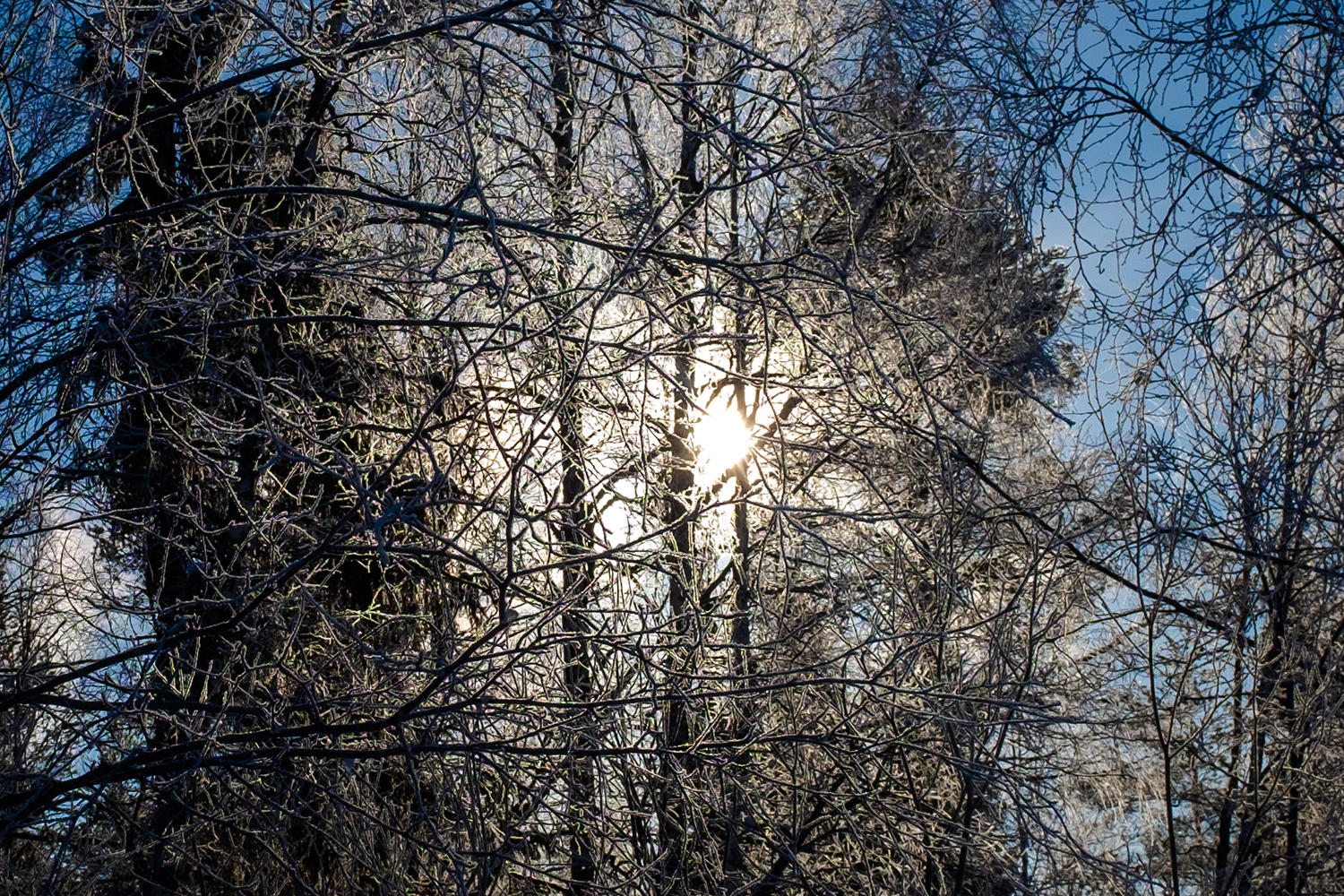Frozen trees - Hossa Finland