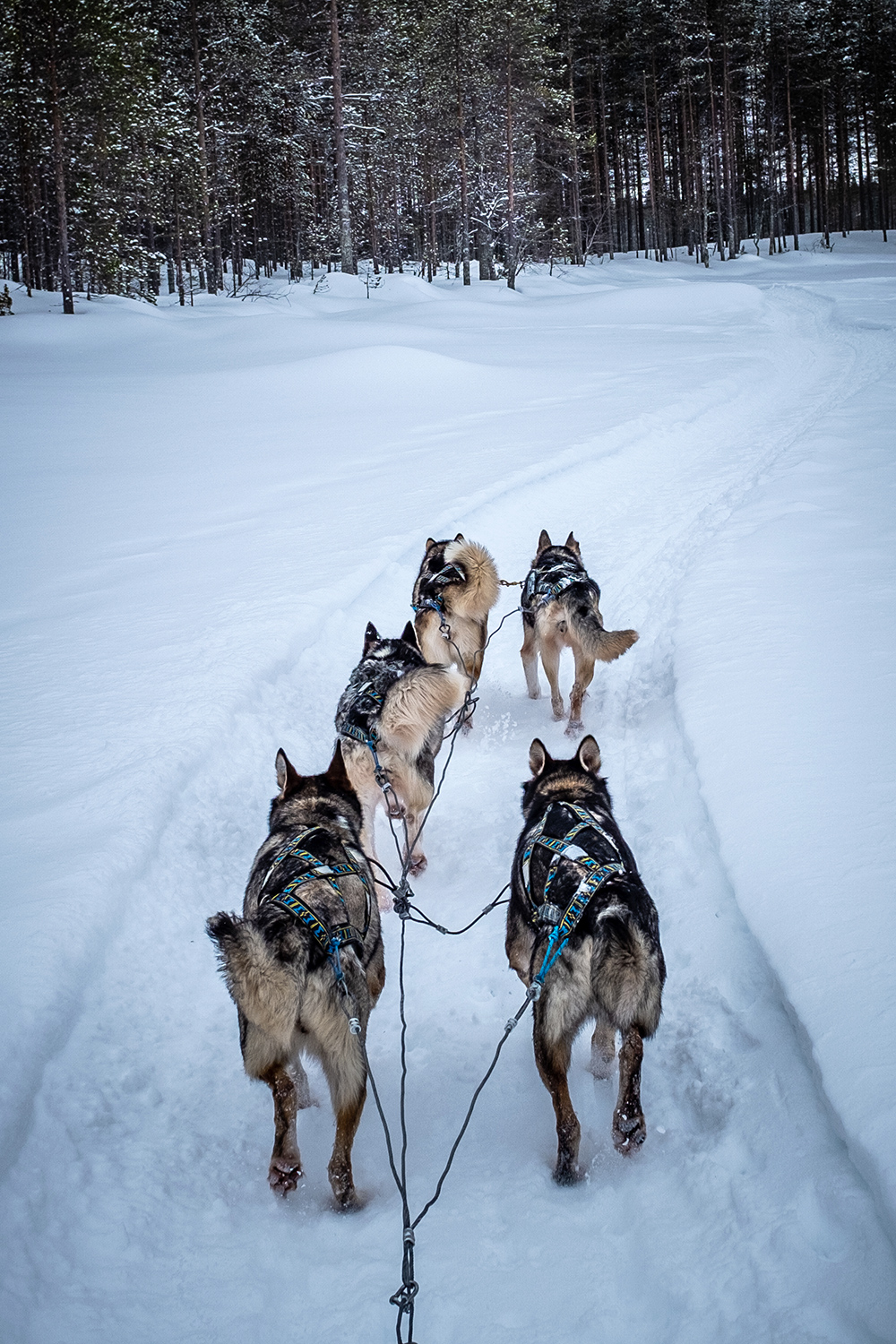 Sled Dog - Hossa Finland