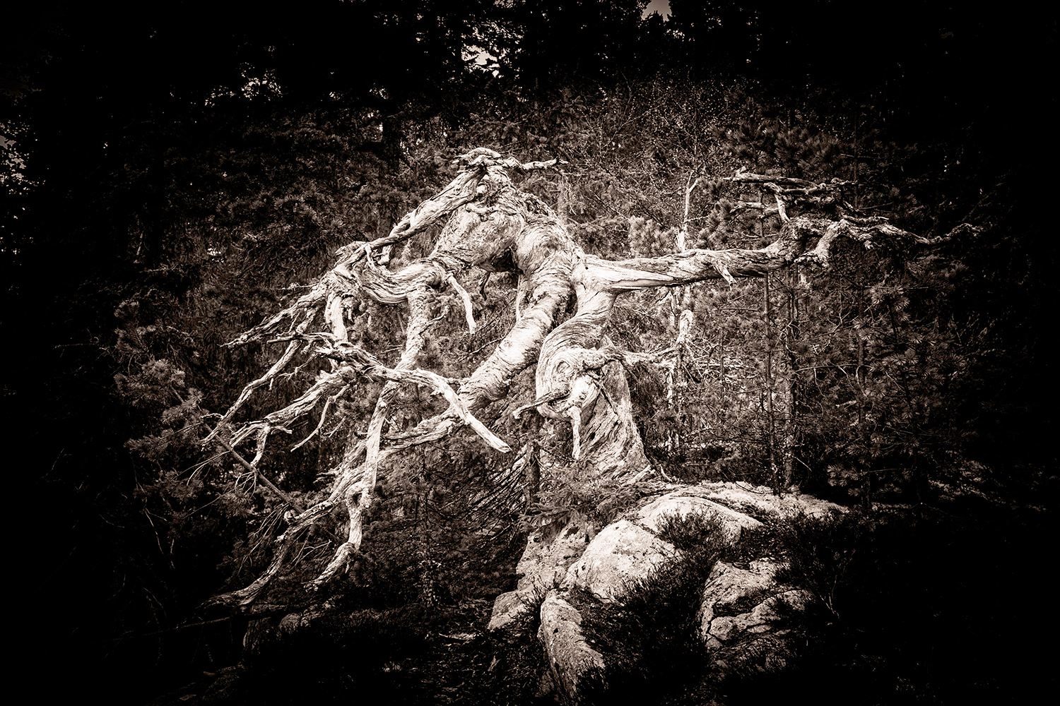 Ent - Skuleskogen - Sweden