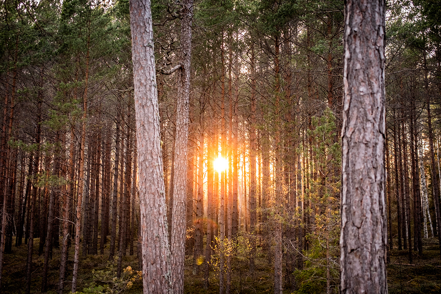 Sunrise - Forest - Sweden