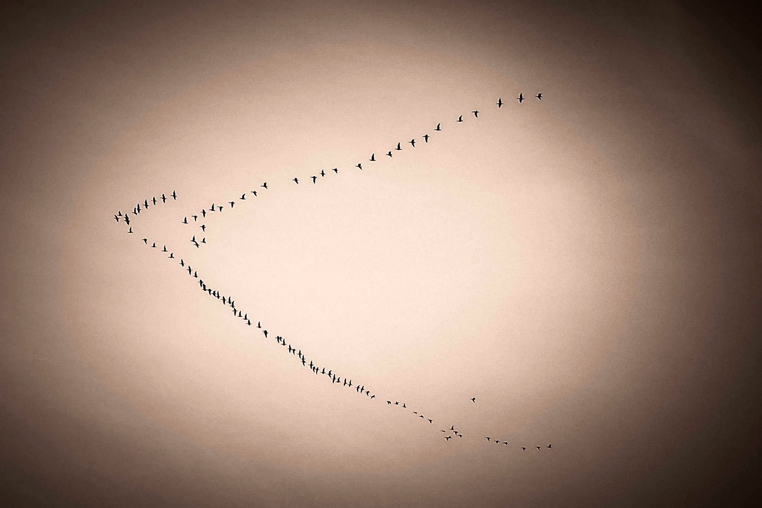 Birds - Öland - Sweden