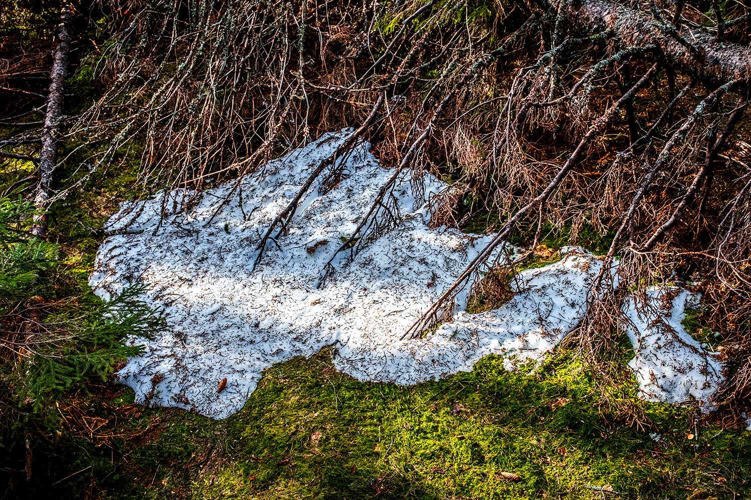 Forest - Skuleskogen - Sweden