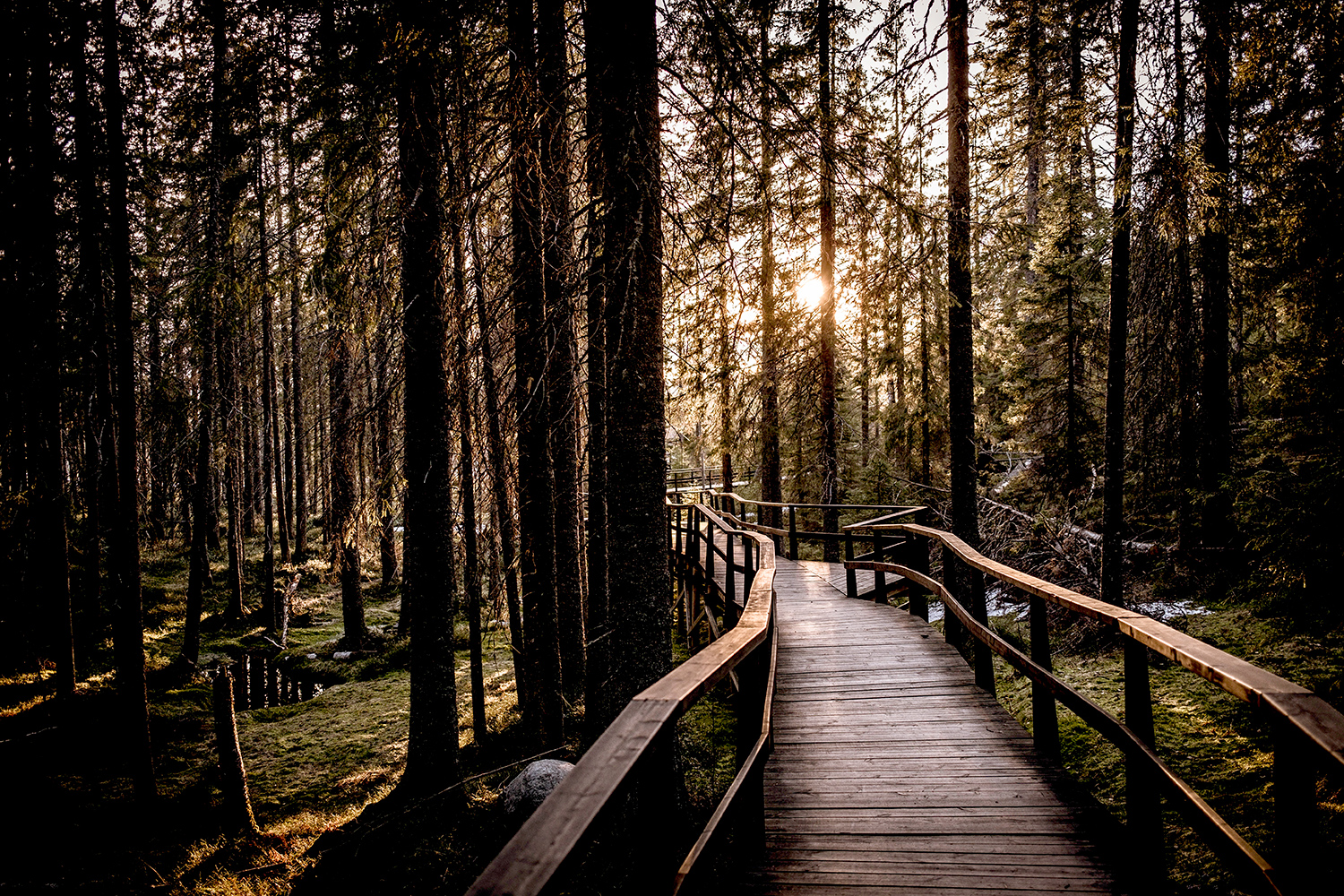 Forest - Skuleskogen - Sweden