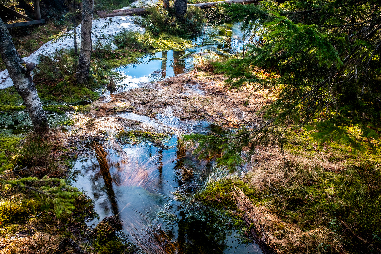 Stream - Skuleskogen - Sweden