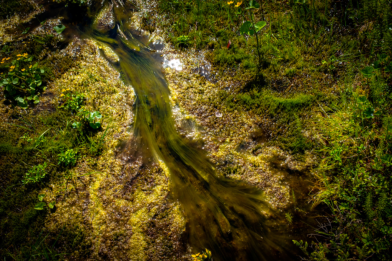 Moss - Korouoma - Finland