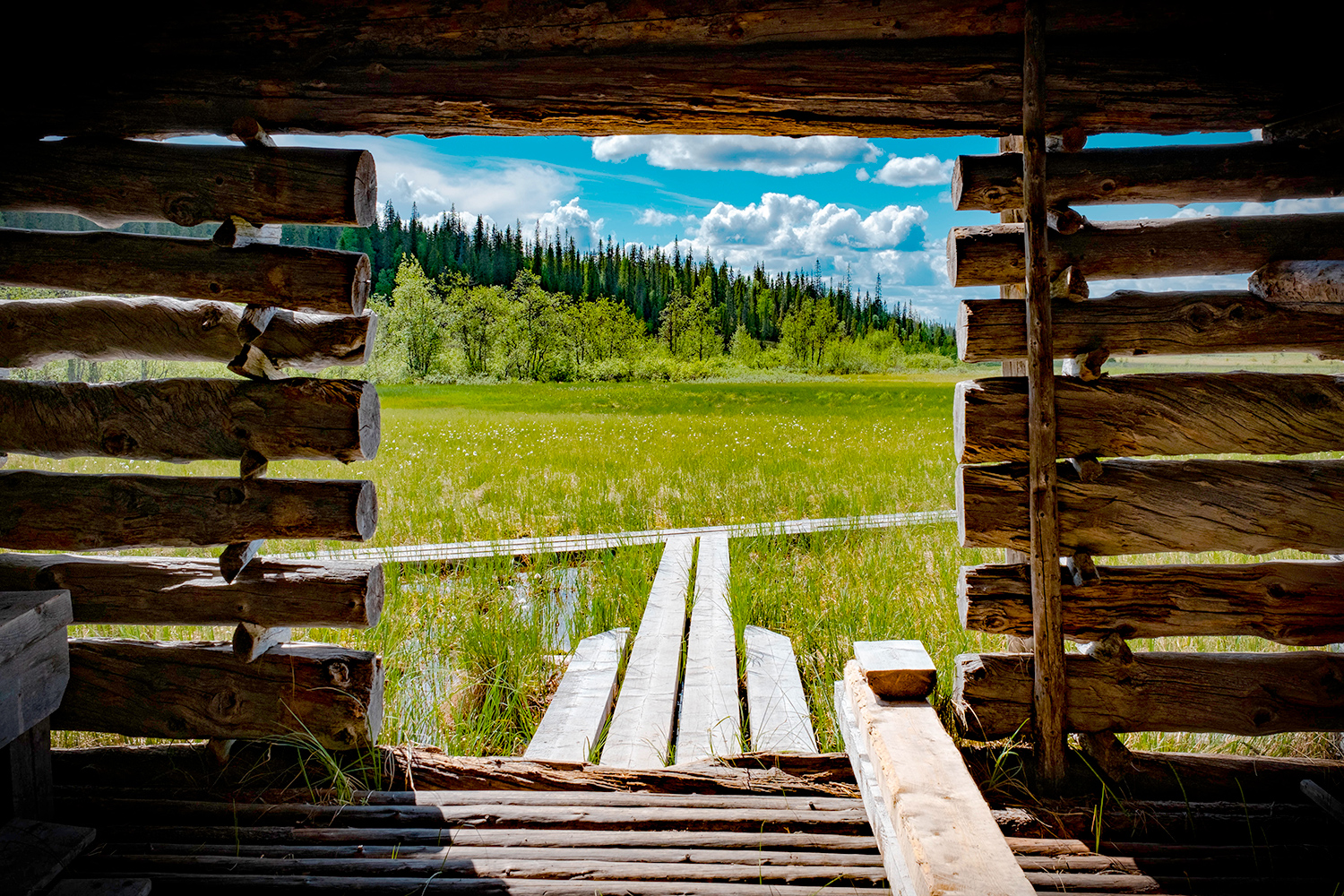 Swamp - Riisintunturi - Finland