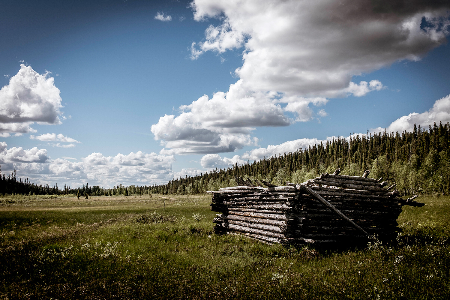 Swamp - Riisintunturi - Finland