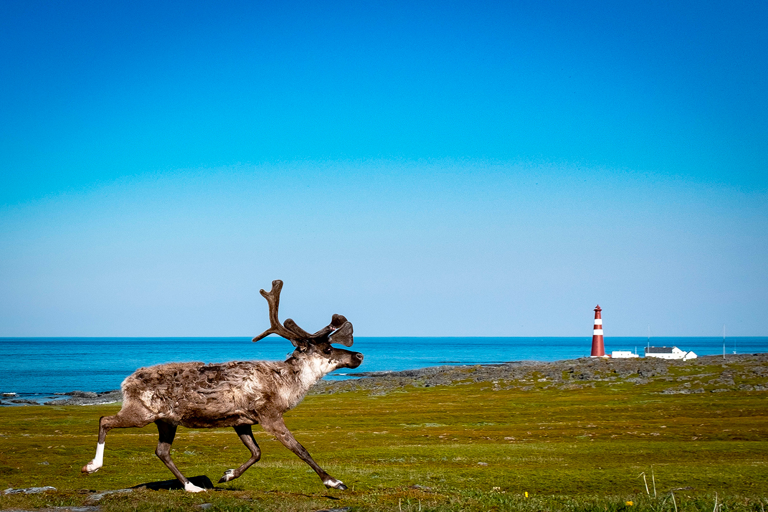 Gamvik - Reindeer - Norway