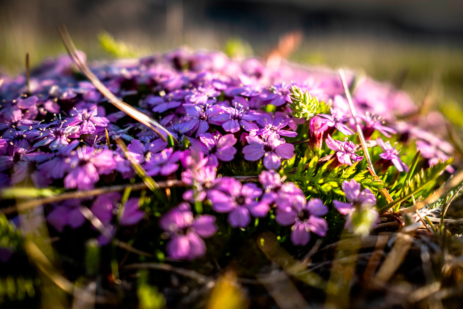 Hamningberg - Norway