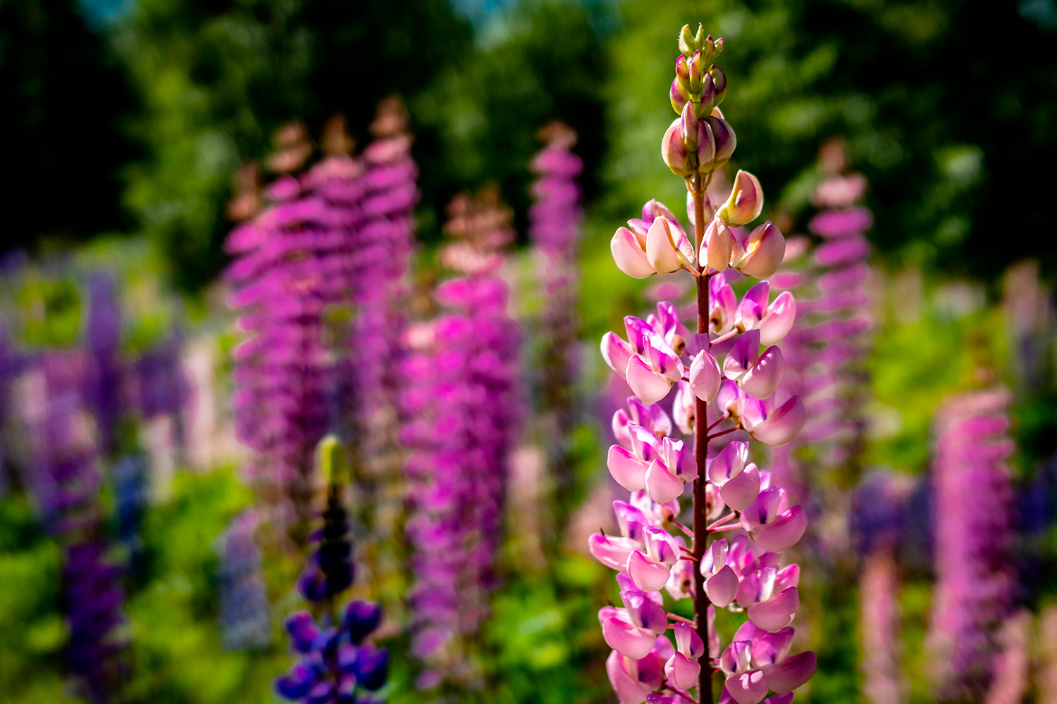 Lupin - Vildmarksvagen - Sweden