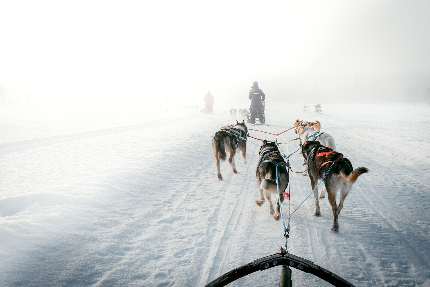 Mushing - Lapland - Sweden