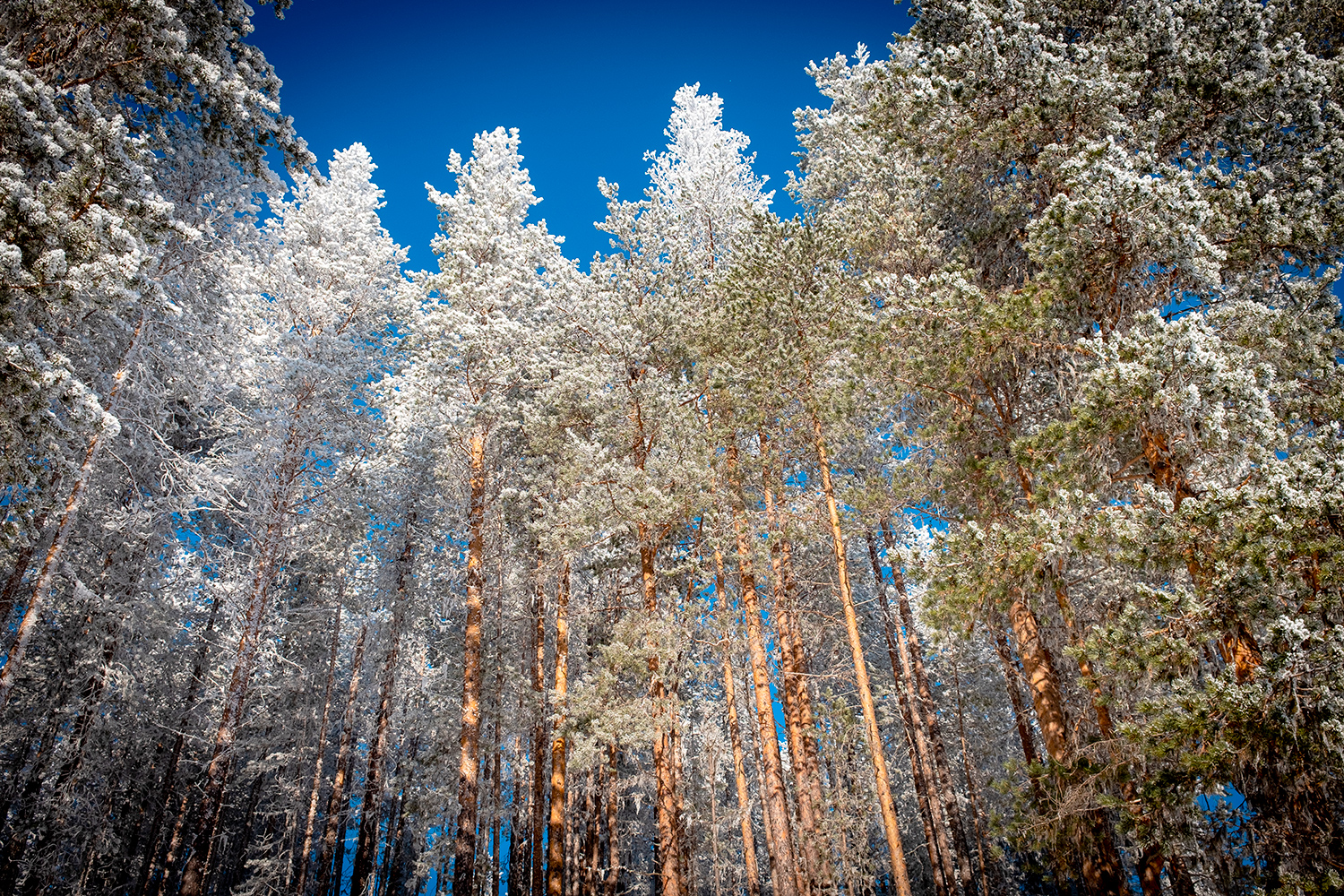 Nattavaara Lapland Sweden