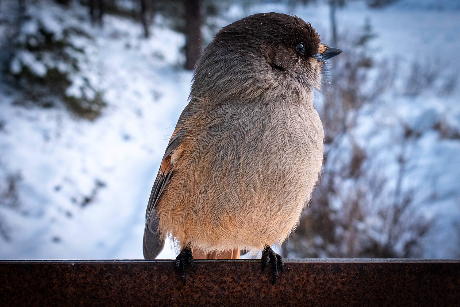 Siberian Jay Lapland - Finland