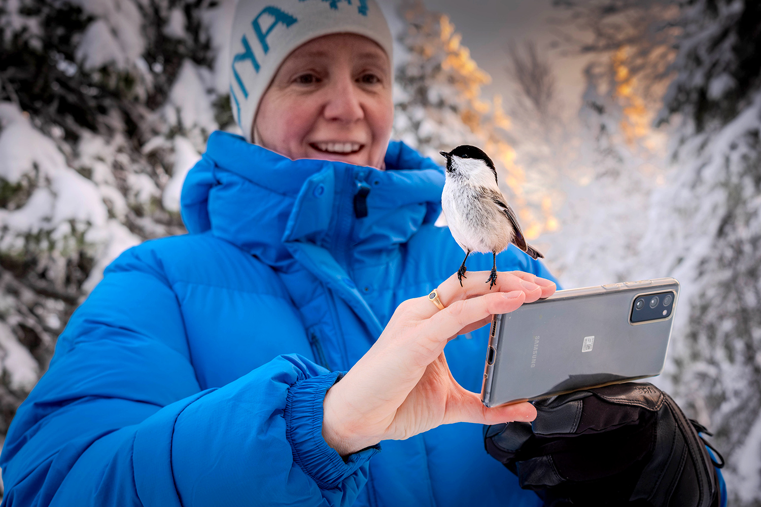 Boreal Tit Lapland - Finland
